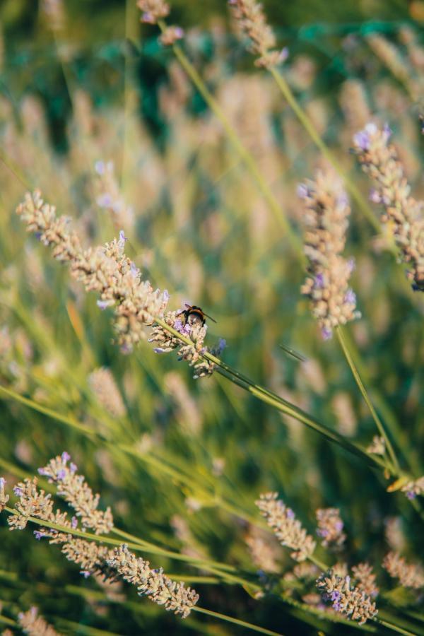 B&B Al Giardino Dei Laghi Revine Lago Kültér fotó